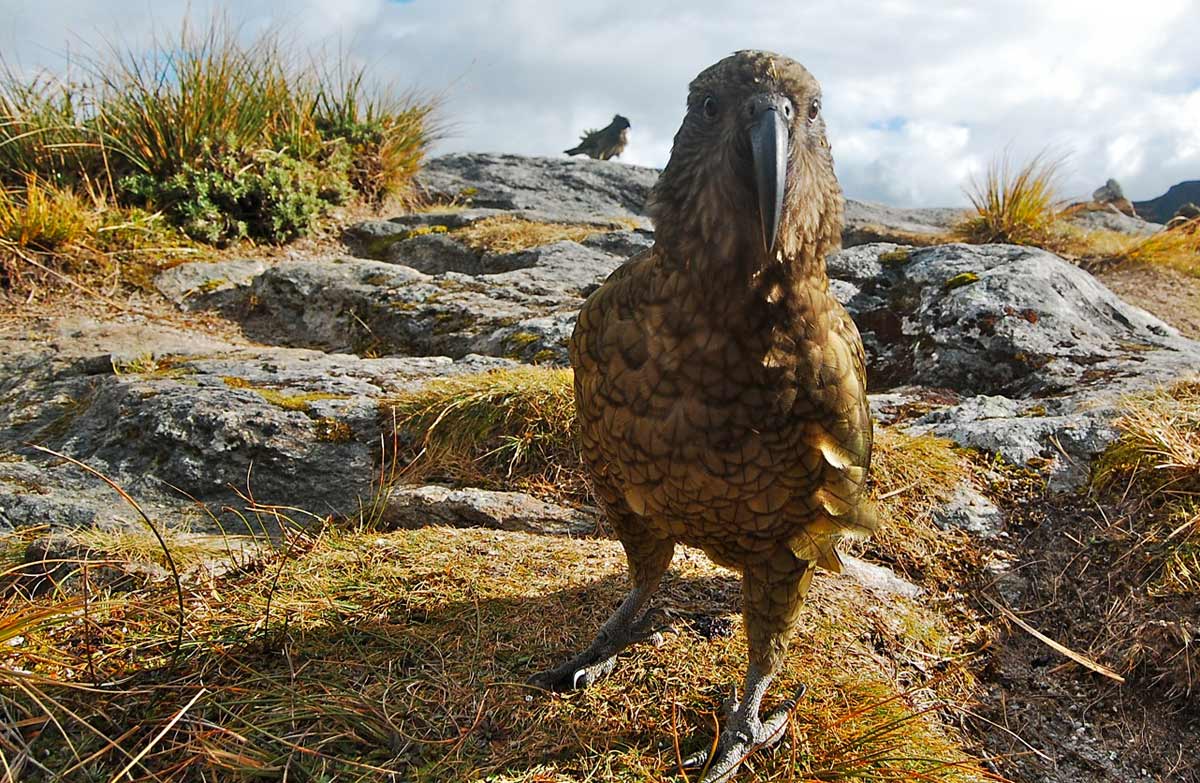 kea